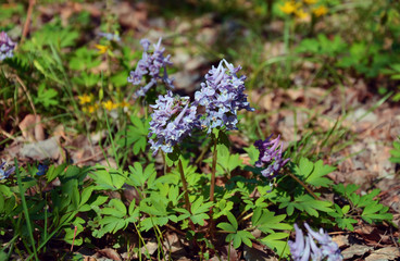 Corydalis blooms in spring in the deciduous forest