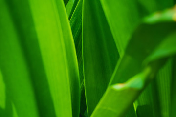 Fototapeta na wymiar Green leaf for background. Blurred and soft focus.