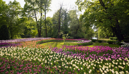 Tulip festival in spring Park on Elagin island, St. Petersburg .