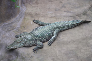 Nile crocodile in Zoo