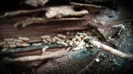 Wood board was eating by group of termites