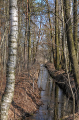 wassergraben deich entwässerung wald graben birke