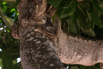 Chipmunk close up. Disguised, hiding in a tree. Beautiful spotted trunk, green crown. Summer day.