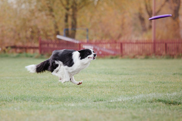 Naklejka na ściany i meble Border collie dog catches a flying disc