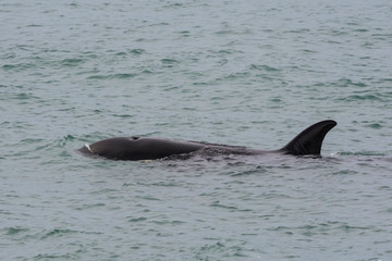 Fototapeta premium Orcas hunting sea lions, Patagonia , Argentina