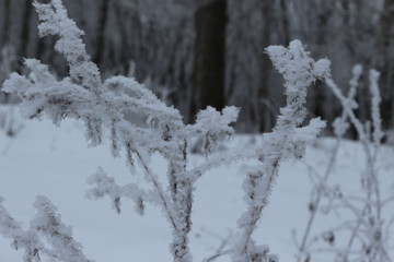 vinter