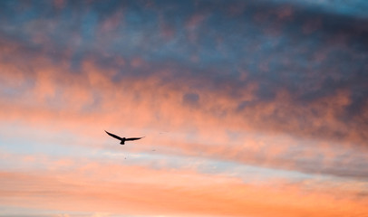 birds in flight