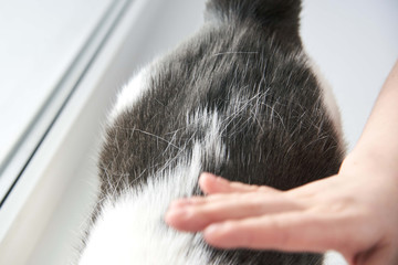 Fur loss, cat health problems, combing a cat