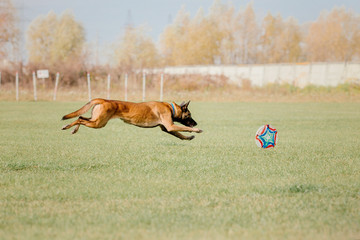 Belgian Shepherd Dog (Malinois) catching a plastic disc