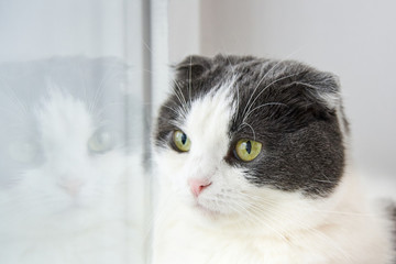 Portrait of a pensive cat that looks out the window