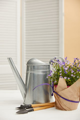 purple flowers in flowerpot with paper, watering can, tools