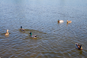 ducks on the lake