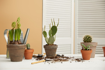 cacti, aloe and hyacinth in clay flowerpots on white table