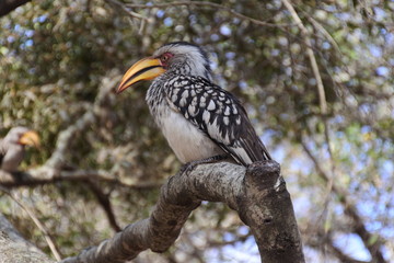 Nashornvogel auf Ast im Kruger Nationalpark in Südafrika