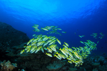 Naklejka na ściany i meble Fish on coral reef 