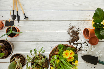 top view of aloe, cactus and yellow flowers on white table with tools and stones