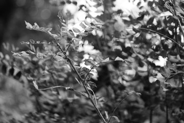 Branches in black and white colors 
