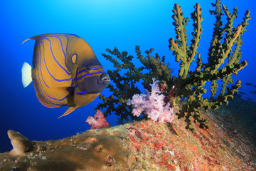 Bluering Angelfish fish on coral reef in Thailand  