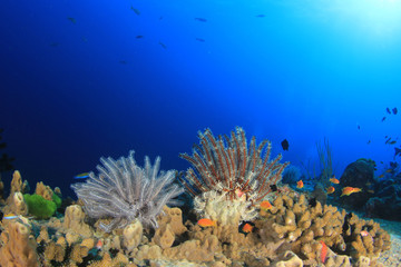 Fototapeta na wymiar Fish on coral reef 