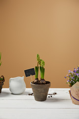 hyacinth in clay flowerpot with white jug on table with copy space