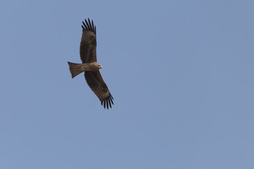 eagle flying in a blue sky