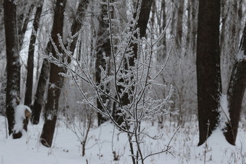 Fototapeta premium vinter