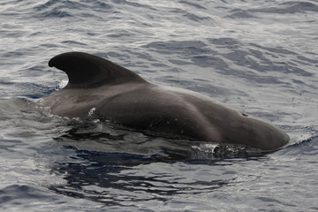 Obraz premium Pilot Whale