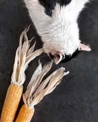 cat and corn
