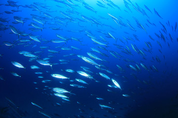 Fototapeta na wymiar Tuna fish 