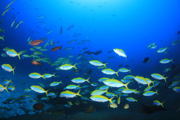 Naklejka na ściany i meble Coral reef and fish in Similan Islands, Thailand 