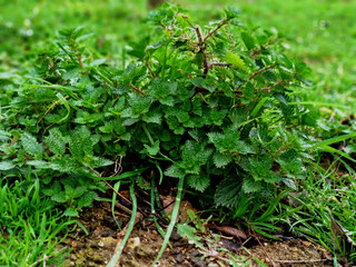 Green fresh nettle bushes 