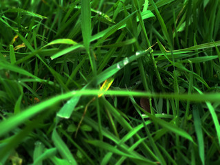 Little raindrops on the grass