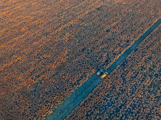 Sorghum harvest, in La Pampa, Argentina