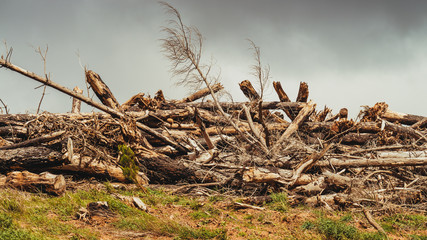 Pile of trees with destroyed by hurricane