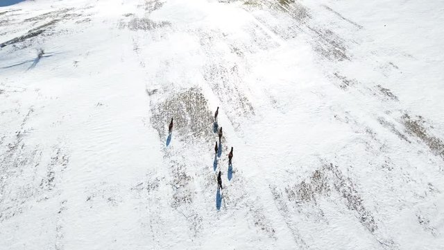 Wild horses run on snow mountain in winter