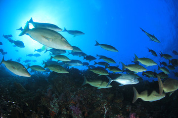 Fototapeta na wymiar Coral reef and fish in Similan Islands, Thailand 