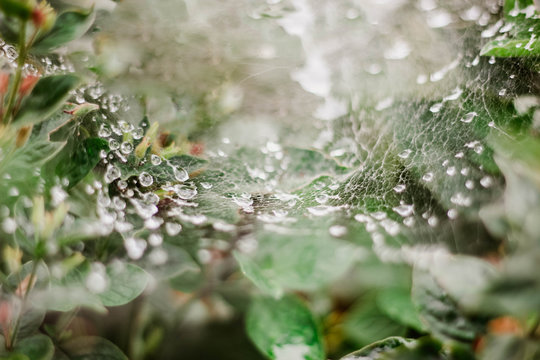 Wassertropfen im Spinnennetz, Abstraktes Hintergrundbild