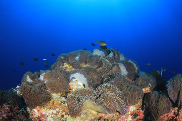Clownfish anemonefish fish on coral reef 