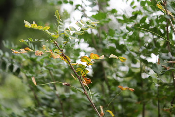 Beautiful green branches