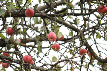 Apples tree. Fruits garden.