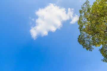 Obraz premium Tree with blue sky and white cloud background including copy space for text.