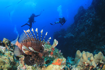 Naklejka na ściany i meble Scuba divers explore coral reef 
