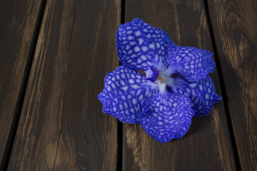 purple orchid flower on wooden surface