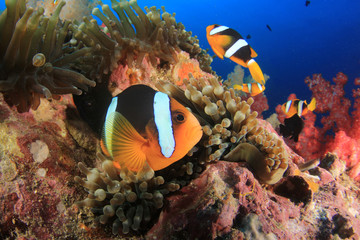 Fototapeta na wymiar Clownfish anemonefish fish on coral reef 