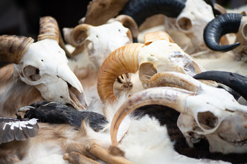 Horned skulls of animals