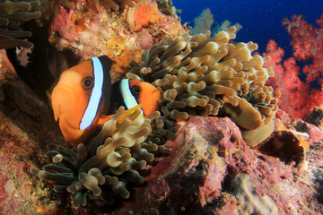 Fototapeta na wymiar Clownfish anemonefish fish on coral reef 
