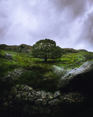 Lone Tree in Lake District Hills