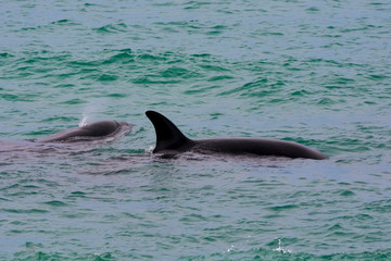 Naklejka premium Orcas hunting sea lions, Patagonia , Argentina