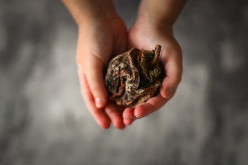 Hands holding handful Dried persimmon