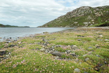 Sea Pink (Armeria Maritima) along shore, Loch Laxford, Sutherland, Highlands, Scotland, Uk